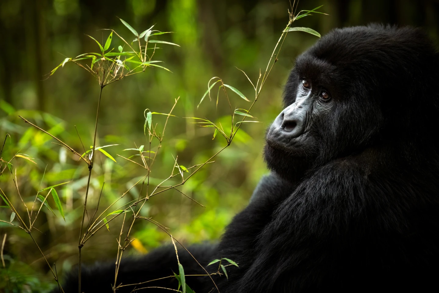 5 best itinerary ideas for 14 days safari in Rwanda